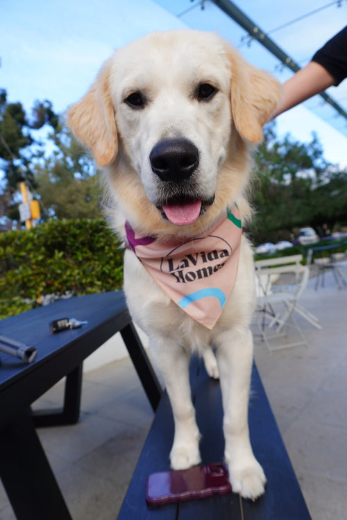 Dog Bandanna